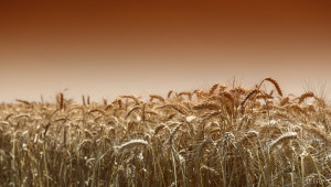Фермерите в Германия предпочетоха зимната пшеница пред рапицата - Agri.bg