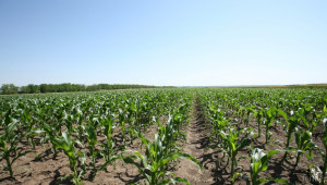 Франция приключи предсрочно със сеенето на царевица - Agri.bg
