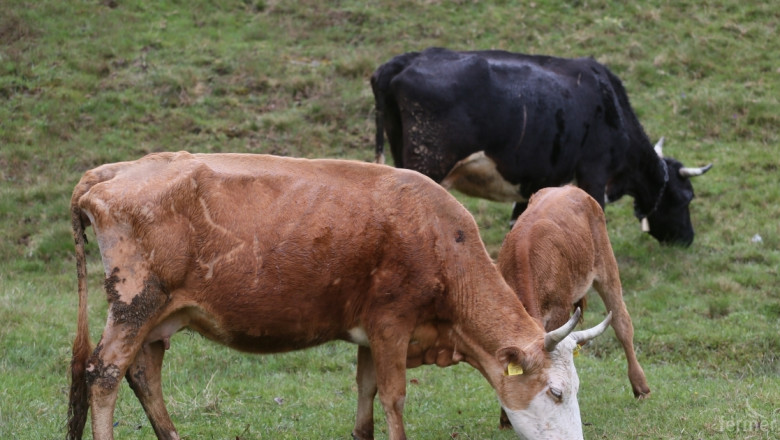Ирландското говеждо месо търси спасение в Европа 