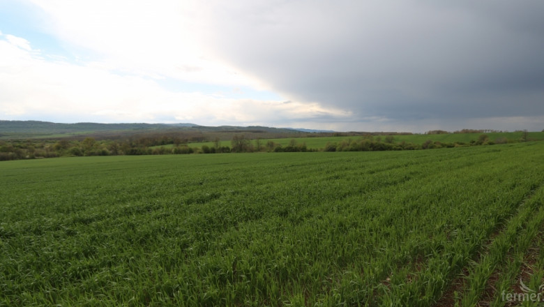 Добро време разсея тревогите за реколтата от пшеница във Франция
