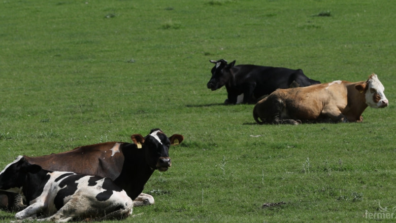 Качествената вода е важна за млечните крави 