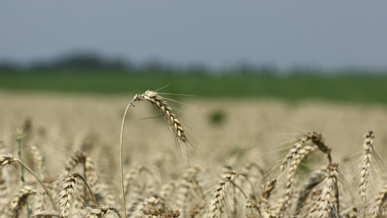 Спад в цените на някои зърнени култури