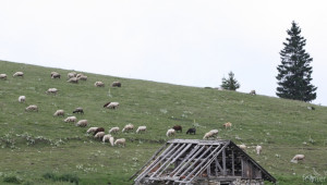 Овцевъди и козевъди се обединяват в НОКА - Agri.bg