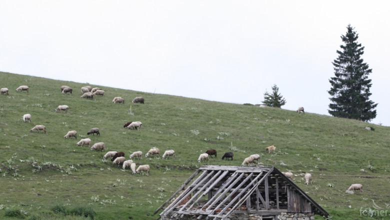 Овцевъди и козевъди се обединяват в НОКА