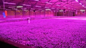 Потенциалът на земеделието с LED осветление  - Agri.bg