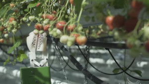 Изобретиха робот-берач на ягоди  - Agri.bg