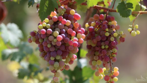 Студът нанесе щети за 1-2 млрд. евро на френски винопроизводители  - Agri.bg