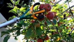 Робот събира по 10 000 ябълки на час  - Agri.bg