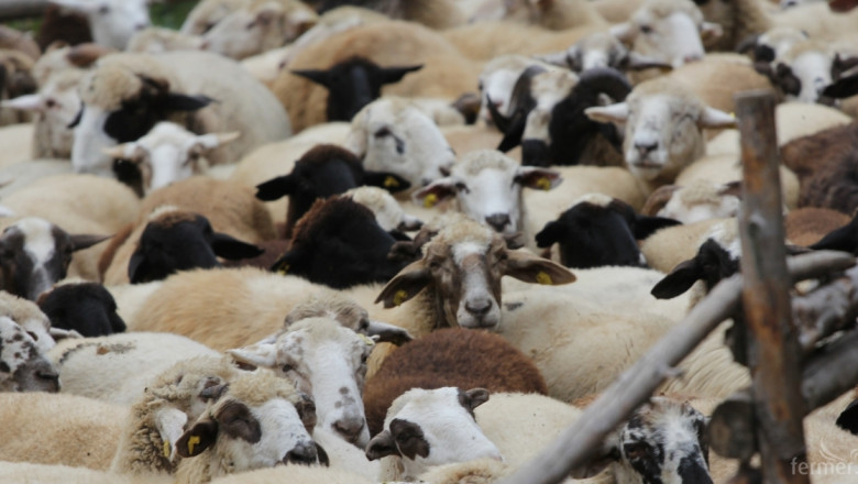 ЕК може да спре схемата за овце и кози-майки под селекция