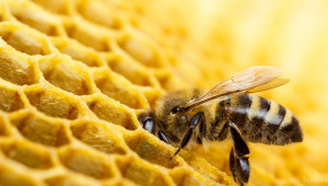 Има връзка между неоникотиноидите и земните пчели майки - Agri.bg
