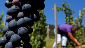 Италия се готви за гроздобер в средата на май - Agri.bg