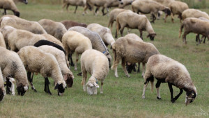 Как да храним различните категории овце правилно? - Agri.bg