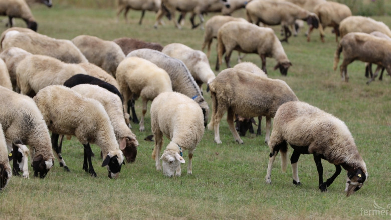 Как да храним различните категории овце правилно?