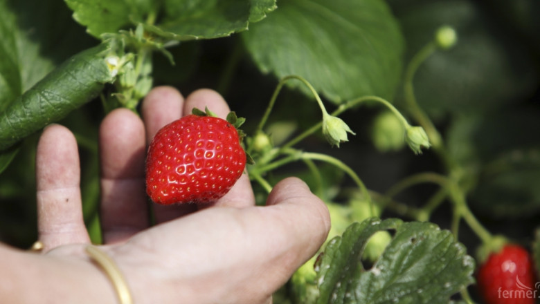 Европа откри сезона на ягодите