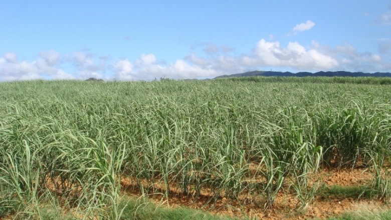 Световното производство на захар ще се повиши с 13 млн. т