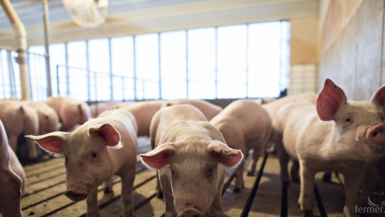 Добра прогноза за износа на свинско месо от ЕС 