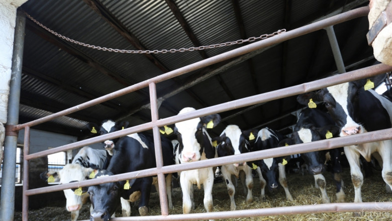 Германските млекопроизводители са на 23% загуба 