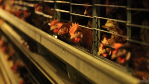 Пилешкото месо поевтиня в Китай, но поскъпна в ЕС  - Agri.bg