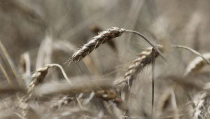 Цената на зърното остава без промяна - Agri.bg