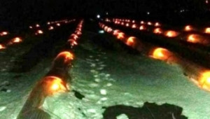 Фермери спасиха разсадите си с помощта на свещи - Agri.bg