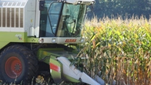 До 5 години Китай ликвидира излишните запаси от царевица - Agri.bg