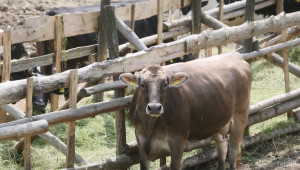 Най-голямата млечна ферма в Европа ще отвори врати в Испания - Agri.bg
