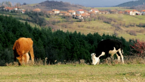 Танчо Колев: Ако има сив сектор, той е в млекопреработването