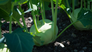 Турски фермери зарязаха доматите заради друга печеливша култура - Agri.bg