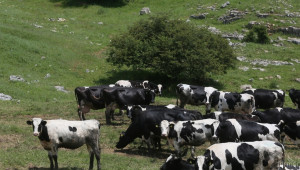 US производители обвиниха Канада в спъване на износа на мляко   - Agri.bg