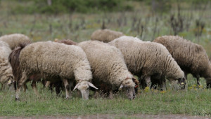 Схемата за овце и кози-майки под селекция виси на косъм - Agri.bg