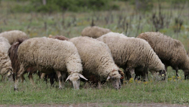 Схемата за овце и кози-майки под селекция виси на косъм