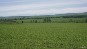 Обработените земи с фуражен грах са се увеличили 4 пъти - Agri.bg