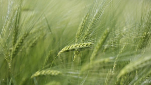 Ръст в цената на зърнените култури спрямо миналата година - Agri.bg