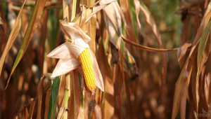 Шепа страни доминират в производството на царевица - Agri.bg