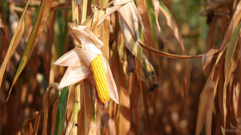 Шепа страни доминират в производството на царевица
