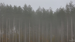 До края на април става ясен форматът на Националната горска инвентаризация - Agri.bg
