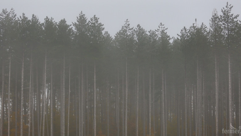 До края на април става ясен форматът на Националната горска инвентаризация