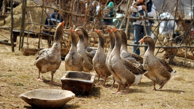 138 птици са умъртвени поради зараза с Нюкясълска болест