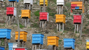 Пчеларите по мярка 214, 10 и 11 трябва да разполагат с идентификационни табелки - Agri.bg