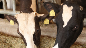 Има ли резултат от схемата за намаляване на производството на краве мляко? - Agri.bg