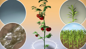 9 израелски иновации в областта на селското стопанство - Agri.bg