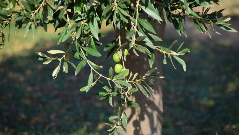 Отглеждане на маслини чрез wi-fi