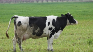 UK млекопроизводител вярва в бъдещето на А2 млякото - Agri.bg