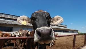 Млекопроизводителите са натоварени с нови правила - Agri.bg