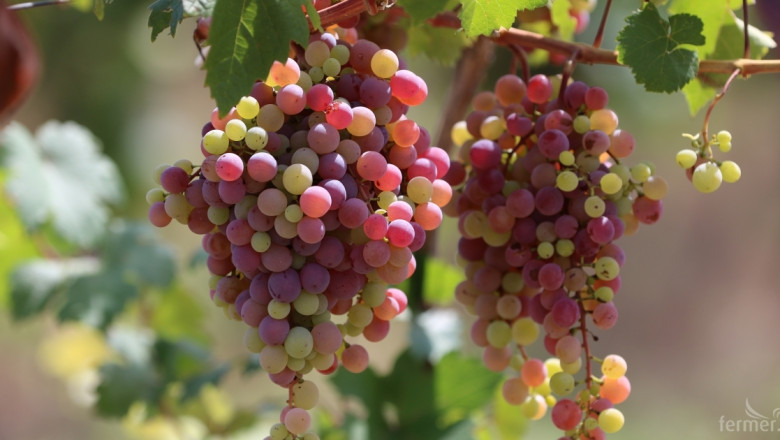 Как винопроизводителите в Австралия се борят със затоплянето на климата