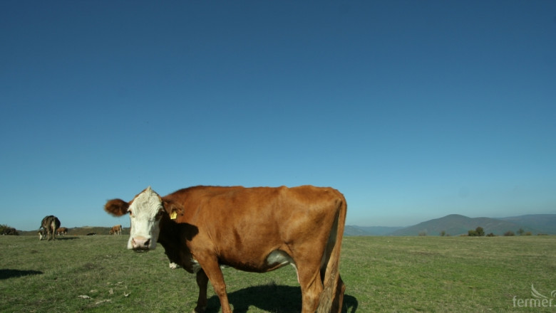 Български фермер има крава рекордьорка за всички времена