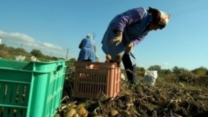 Картофопроизводителите се подпомагат с 1 млн. лв. за контрол на почвени неприятели - Agri.bg
