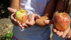 ЕС отпусна още средства за плодове, зеленчуци и мляко за учениците - Agri.bg