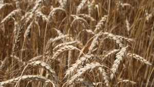 С 294,5 млн. тона ще се свие производството на зърнени култури през тази година  - Agri.bg