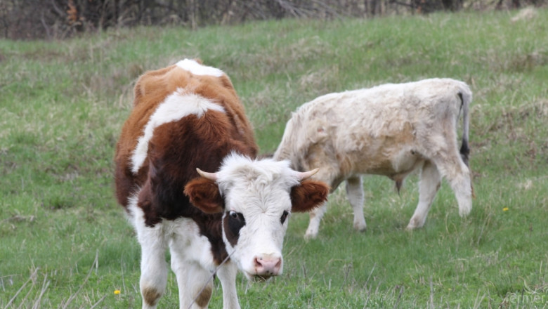 4 неща, от които не бива да пестите, когато отглеждате крави